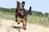 BEAUCERON - PUPPIES 064